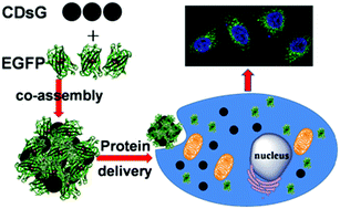 Graphical abstract: Co-assembled hybrids of proteins and carbon dots for intracellular protein delivery