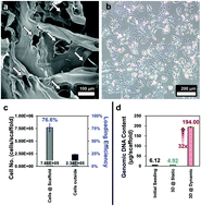 Graphical abstract: 3D cell clusters combined with a bioreactor system to enhance the drug metabolism activities of C3A hepatoma cell lines