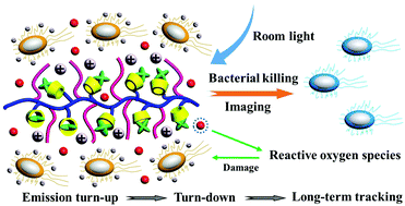 Graphical abstract: Daylight-stimulated antibacterial activity for sustainable bacterial detection and inhibition