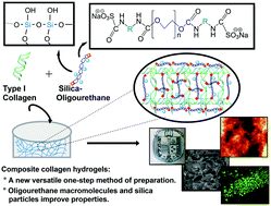 Graphical abstract: Improved properties of composite collagen hydrogels: protected oligourethanes and silica particles as modulators