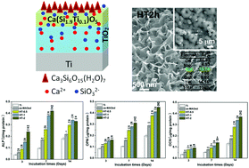 Graphical abstract: Formation mechanism and cytocompatibility of nano-shaped calcium silicate hydrate/calcium titanium silicate/TiO2 composite coatings on titanium