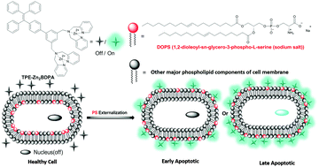 Graphical abstract: An AIE-based bioprobe for differentiating the early and late stages of apoptosis mediated by H2O2