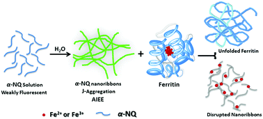 Graphical abstract: Aggregation induced emission enhancement and growth of naphthalimide nanoribbons via J-aggregation: insight into disaggregation induced unfolding and detection of ferritin at the nanomolar level