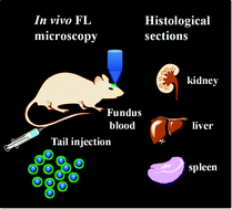 Graphical abstract: Ultrabright organic fluorescent microparticles for in vivo tracing applications