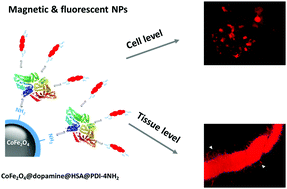 Graphical abstract: Difunctional fluorescent HSA modified CoFe2O4 magnetic nanoparticles for cell imaging