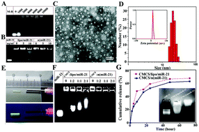 Graphical abstract: An injectable miRNA-activated matrix for effective bone regeneration in vivo