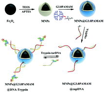 Graphical abstract: DNA directed immobilization enzyme on polyamidoamine tethered magnetic composites with high reusability and stability