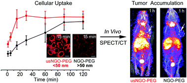 Graphical abstract: Visualization of size-dependent tumour retention of PEGylated nanographene oxide via SPECT imaging