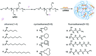 Graphical abstract: Screening of efficient polymers for siRNA delivery in a library of hydrophobically modified polyethyleneimines