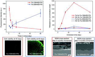 Graphical abstract: Novel Fe–Mn–Si–Pd alloys: insights into mechanical, magnetic, corrosion resistance and biocompatibility performances