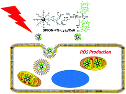 Graphical abstract: Efficient delivery of chlorin e6 into ovarian cancer cells with octalysine conjugated superparamagnetic iron oxide nanoparticles for effective photodynamic therapy