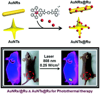 Graphical abstract: Enhancing the photothermal stability and photothermal efficacy of AuNRs and AuNTs by grafting with Ru(ii) complexes
