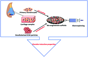 Graphical abstract: Bio-engineered electrospun nanofibrous membranes using cartilage extracellular matrix particles