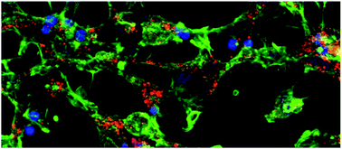 Graphical abstract: Poly(3-hexylthiophene) nanoparticles for biophotonics: study of the mutual interaction with living cells