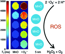 Graphical abstract: Intrinsic superoxide dismutase activity of MnO nanoparticles enhances the magnetic resonance imaging contrast