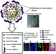 Graphical abstract: Click modified amphiphilic graft copolymeric micelles of poly(styrene-alt-maleic anhydride) for combinatorial delivery of doxorubicin and plk-1 siRNA in cancer therapy