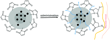 Graphical abstract: Maleimide-bearing nanogels as novel mucoadhesive materials for drug delivery