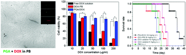 Graphical abstract: Nano-rods of doxorubicin with poly(l-glutamic acid) as a carrier-free formulation for intratumoral cancer treatment