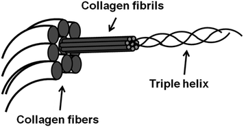 Graphical abstract: Biodegradable polymer scaffolds