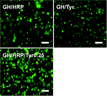 Graphical abstract: In situ forming gelatin hydrogels by dual-enzymatic cross-linking for enhanced tissue adhesiveness