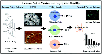 Graphical abstract: Discovery of inulin acetate as a novel immune-active polymer and vaccine adjuvant: synthesis, material characterization, and biological evaluation as a toll-like receptor-4 agonist