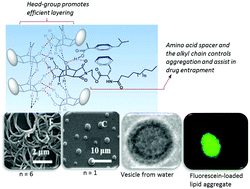 Graphical abstract: A modular approach towards drug delivery vehicles using oxanorbornane-based non-ionic amphiphiles