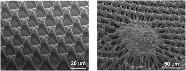 Graphical abstract: Culture substrates made of elastomeric micro-tripod arrays for long-term expansion of human pluripotent stem cells