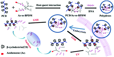 Graphical abstract: A light and reduction dual sensitive supramolecular self-assembly gene delivery system based on poly(cyclodextrin) and disulfide-containing azobenzene-terminated branched polycations