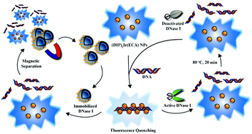 Graphical abstract: Thermostable polymeric nanomicelles of iridium(iii) complexes with aggregation-induced phosphorescence emission characteristics and their recyclable double-strand DNA monitoring