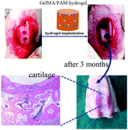 Graphical abstract: Biohybrid methacrylated gelatin/polyacrylamide hydrogels for cartilage repair