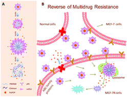 Graphical abstract: Size changeable nanosystems for precise drug controlled release and efficient overcoming of cancer multidrug resistance