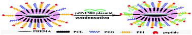 Graphical abstract: Comb-shaped polymer grafted with REDV peptide, PEG and PEI as targeting gene carrier for selective transfection of human endothelial cells