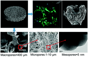 Graphical abstract: Effects of magnesium silicate on the mechanical properties, biocompatibility, bioactivity, degradability, and osteogenesis of poly(butylene succinate)-based composite scaffolds for bone repair