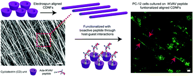 Graphical abstract: Bioactive peptide functionalized aligned cyclodextrin nanofibers for neurite outgrowth