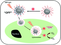 Graphical abstract: Photosensitizer-complexed polypyrrole nanoparticles for activatable fluorescence imaging and photodynamic therapy