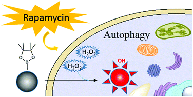 Graphical abstract: A NIR fluorescent probe: imaging endogenous hydrogen peroxide during an autophagy process induced by rapamycin