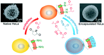 Graphical abstract: Single mammalian cell encapsulation by in situ polymerization