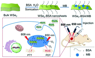 Graphical abstract: BSA-exfoliated WSe2 nanosheets as a photoregulated carrier for synergistic photodynamic/photothermal therapy