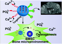 Graphical abstract: A traceable and bone-targeted nanoassembly based on defect-related luminescent mesoporous silica for enhanced osteogenic differentiation