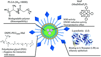 Graphical abstract: Lactoferrin-modified nanoparticles loaded with potent antioxidant Mn-porphyrins exhibit enhanced antioxidative activity in vitro intranasal brain delivery model