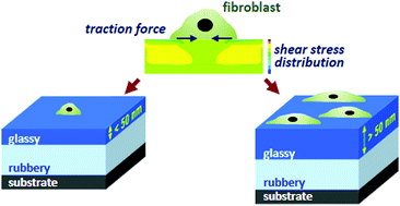 Graphical abstract: Cell adhesion on glassy scaffolds with a different mechanical response