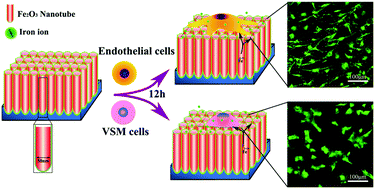 Graphical abstract: Rapamycin-loaded nanoporous α-Fe2O3 as an endothelial favorable and thromboresistant coating for biodegradable drug-eluting Fe stent applications