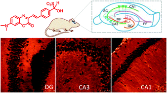 Graphical abstract: A fluorescent probe for bisulfite ions: its application to two-photon tissue imaging