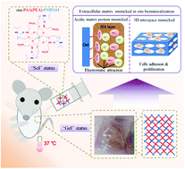 Graphical abstract: Thermoresponsive hydrogels based on a phosphorylated star-shaped copolymer: mimicking the extracellular matrix for in situ bone repair