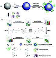 Graphical abstract: pH-Responsive magnetic nanospheres for the reversibly selective capture and release of glycoproteins