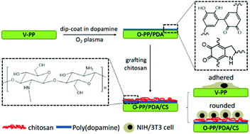 Graphical abstract: Poly(dopamine)-inspired surface functionalization of polypropylene tissue mesh for prevention of intra-peritoneal adhesion formation