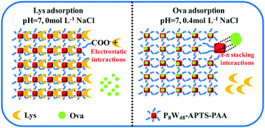 Graphical abstract: Regulation of the adsorption selectivity of acidic or basic proteins using a polyoxometalate composite