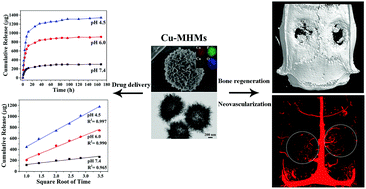 Graphical abstract: Copper-doped mesoporous hydroxyapatite microspheres synthesized by a microwave-hydrothermal method using creatine phosphate as an organic phosphorus source: application in drug delivery and enhanced bone regeneration