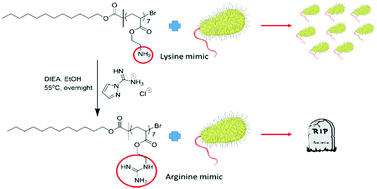 Graphical abstract: Cationic acrylate oligomers comprising amino acid mimic moieties demonstrate improved antibacterial killing efficiency