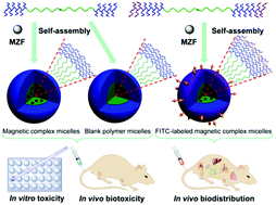 Graphical abstract: Preparation, characterization, biotoxicity, and biodistribution of thermo-responsive magnetic complex micelles formed by Mn0.6Zn0.4Fe2O4 and a PCL/PEG analogue copolymer for controlled drug delivery